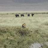 Ngorongoro - Lion